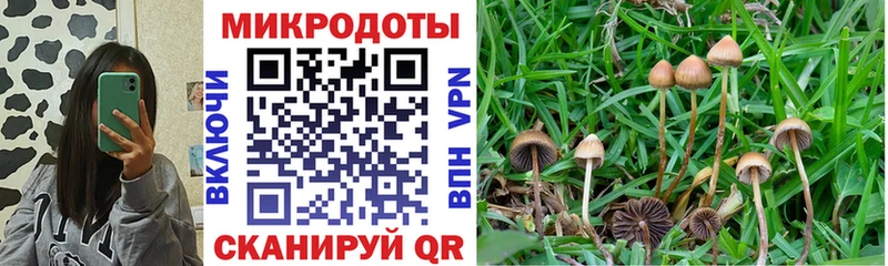 Купить закладки Михайловск Галлюциногенные грибы GOLDEN TEACHER